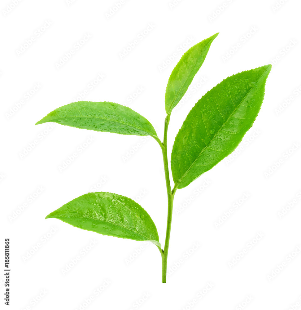 Green tea leaf with drops of water on white background Green tea leaf with drops of water on white background