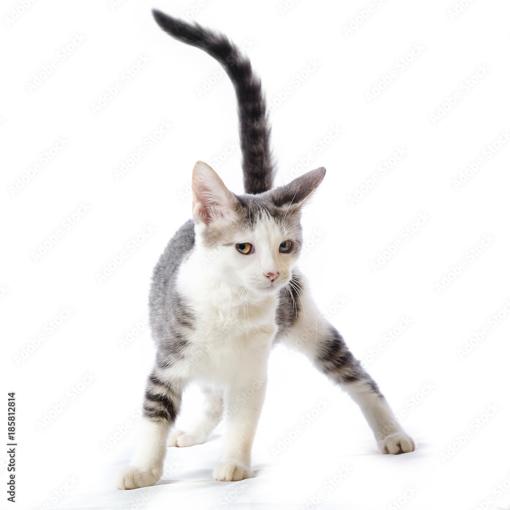 A cute striped white and gray tabby kitten with her tail up isolated on a white background.