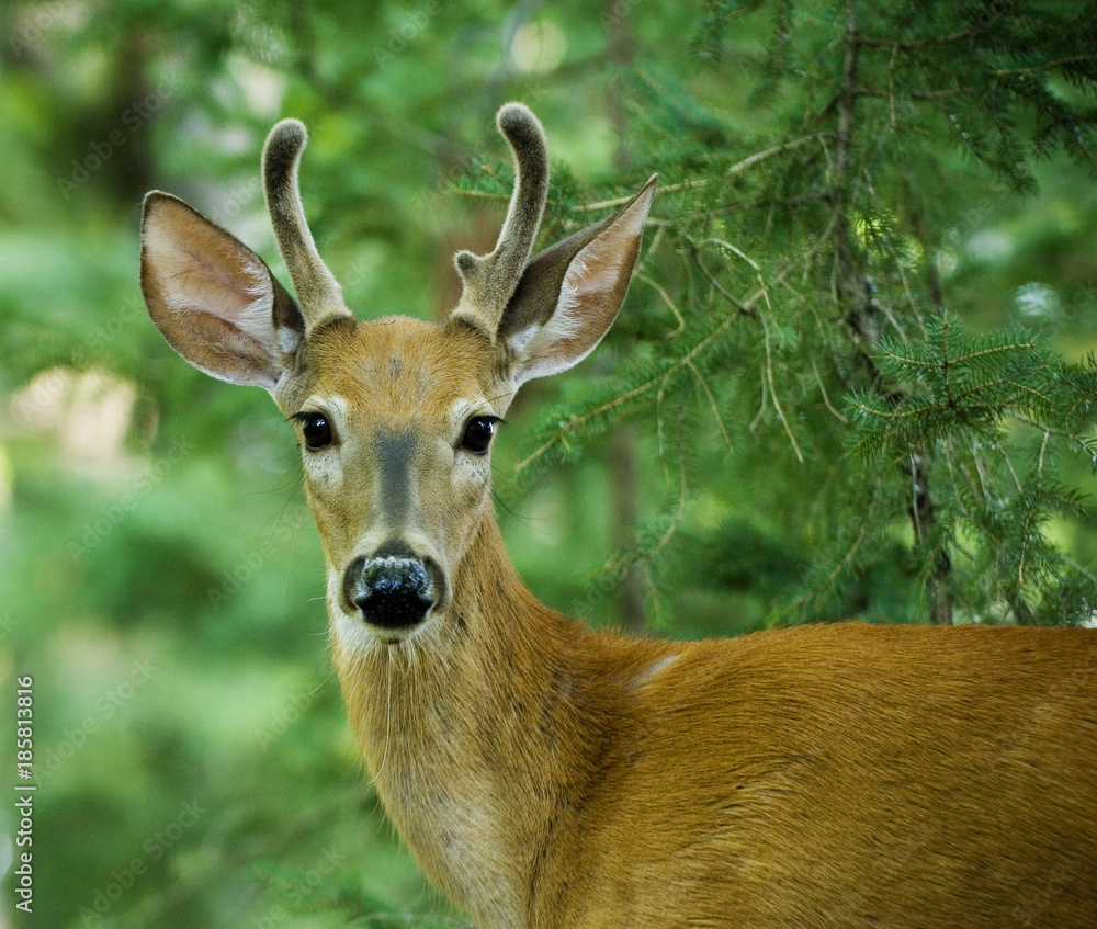 Young male Deer outdoor portrait in Canadian forest Young male Deer outdoor portrait in Canadian forest