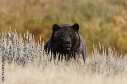 Grizzly Bear in the Lamar Valley in Yellowstone National Park, Wyoming photo