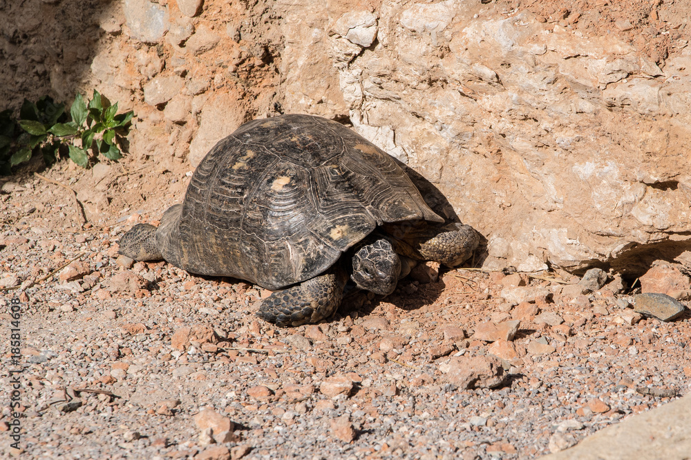 Obraz premium Turtle on a rocky background