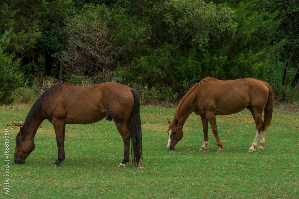 Grazing Quarter Horses II