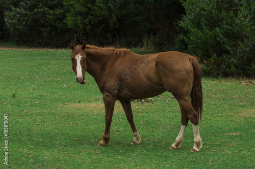Quater Horse - Pasture