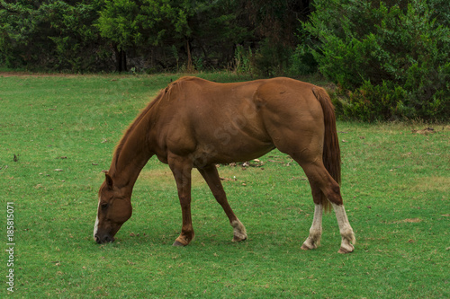 Grazing Quater Horse