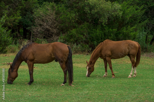Grazing Quarter Horses II
