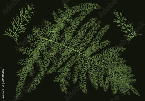 Vector green branch of asparagus or Araucaria . Botanical conifers with thin lines