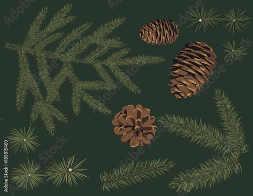 Vector set of green fir branch and pine cone . Botanical conifers with thin needle