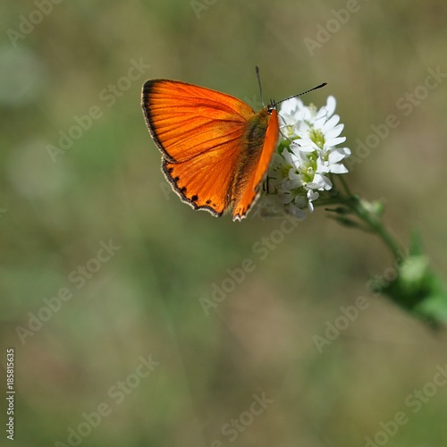 makro z pomarańczowym motylem