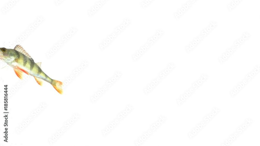 fish swimming on a white isolated background