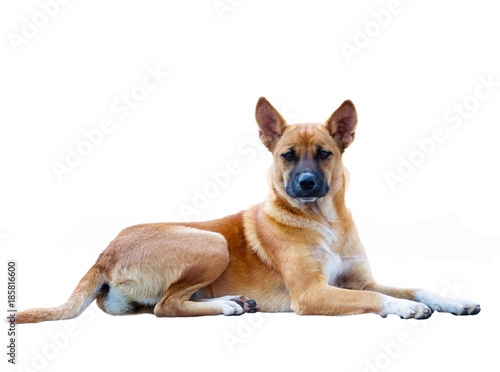 thai domestic street dog lying isolated white background