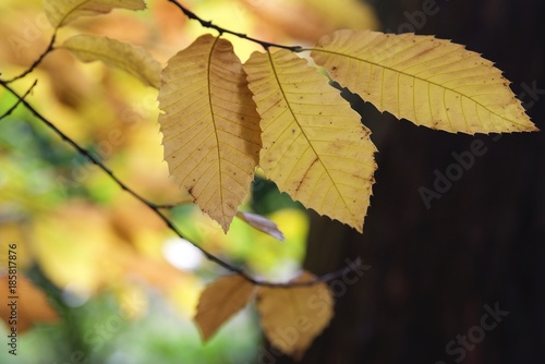 złote jesienne liście