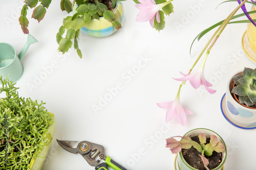 Different succulents and Rosepink Zephyr Lily flower or Pink Rain Lily, Zephyranthes Grandiflora, christmas cactus, gardening tools on white background.