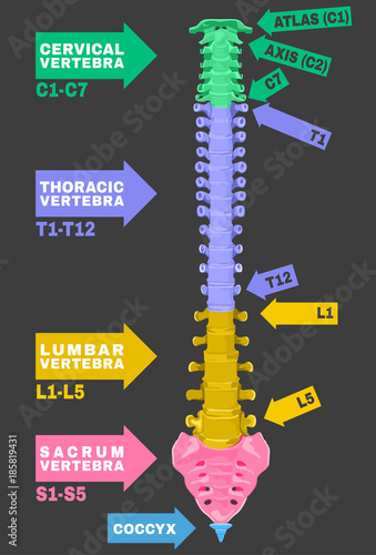 Human Spine Column