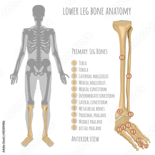 Canvas Print Lower leg bone anatomy