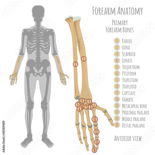 Male forearm bones anatomy