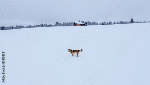 lonely dog in snowy  landscape  Winter season photo