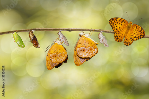 Transformation from chrysalis of common leopard butterfly ( Phalanta ) hanging on twig