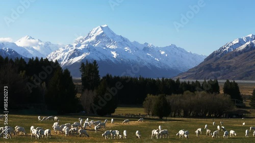 newly shorn sheep graze on glentanner station with new zealand's mt cook towering in the distance photo