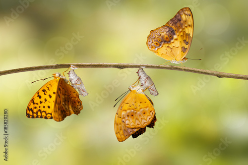 Emerged and chrysalis shell of common leopard butterfly ( Phalanta ) hanging on twig photo