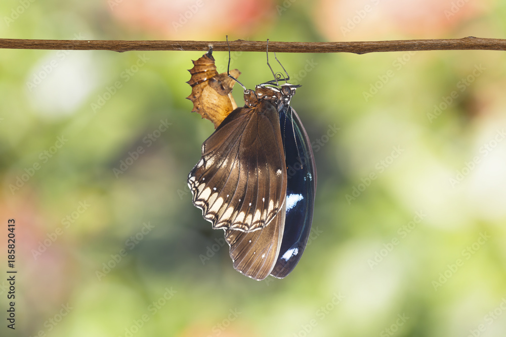Fototapeta premium Great female eggfly butterfly ( Hypolimnas bolina Linnaeus ) emerged from chrysalis