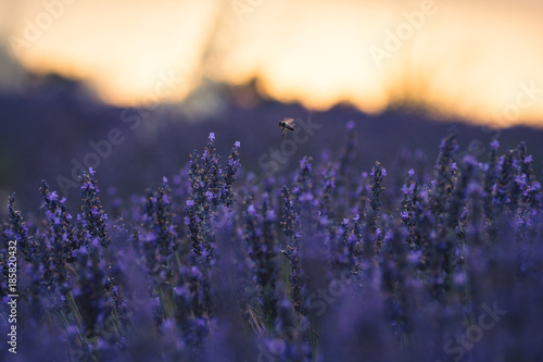 Lavendel mit Biene