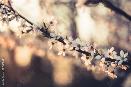 Zierkirsche bei Sonnenuntergang