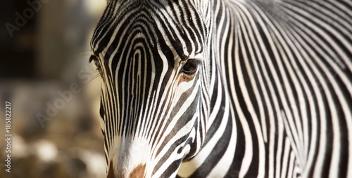 Fototapeta Naklejka Na Ścianę i Meble -  Portret zebry