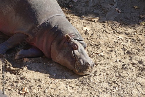 Śpiący hipopotam 