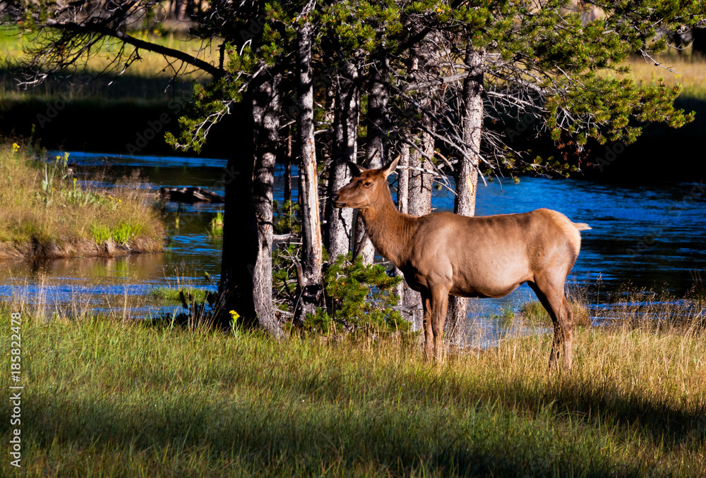 Yellowstone Nationalpark, USA Yellowstone Nationalpark, USA