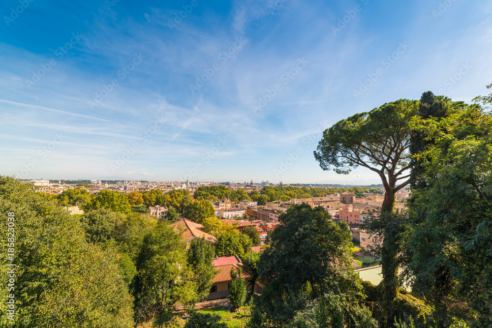 Pine trees in Rome