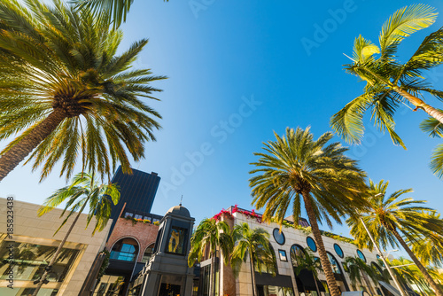 Palm trees in Beverly Hills