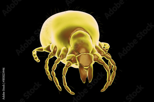 Tick Ixodes, an arthropod responsible for transmission of bacterium Borrelia burgdorferi that causes Lyme disease, it also transmits viral encephalitis and other infections, 3D illustration photo