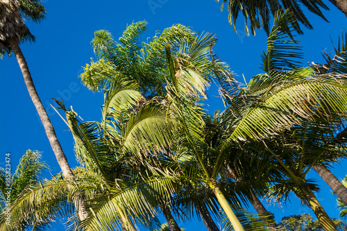 Palm trees under a blue sky in California
