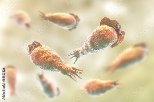 Brain-eating amoeba infection, naegleriasis. Trophozite, infectious form of the parasite Naegleria fowleri, 3D illustration