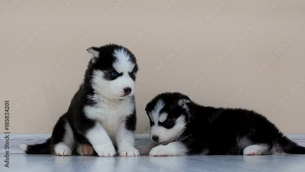 Husky puppies play with each other. Babies dogs funny and comical. Animals Pets - happiness for people. Husky puppies play with each other. Babies dogs funny and comical. Animals Pets - happiness for people.