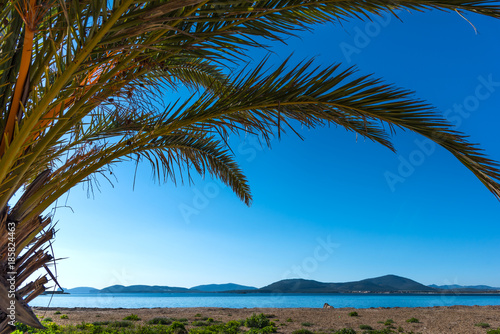 Palm tree and blue sea in Alghero