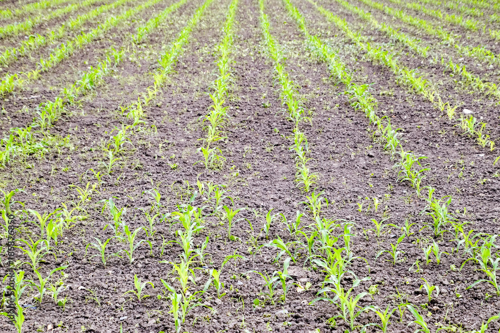 Cornfield. Small corn sprouts, field landscape. Loose soil and stalks of corn on the field