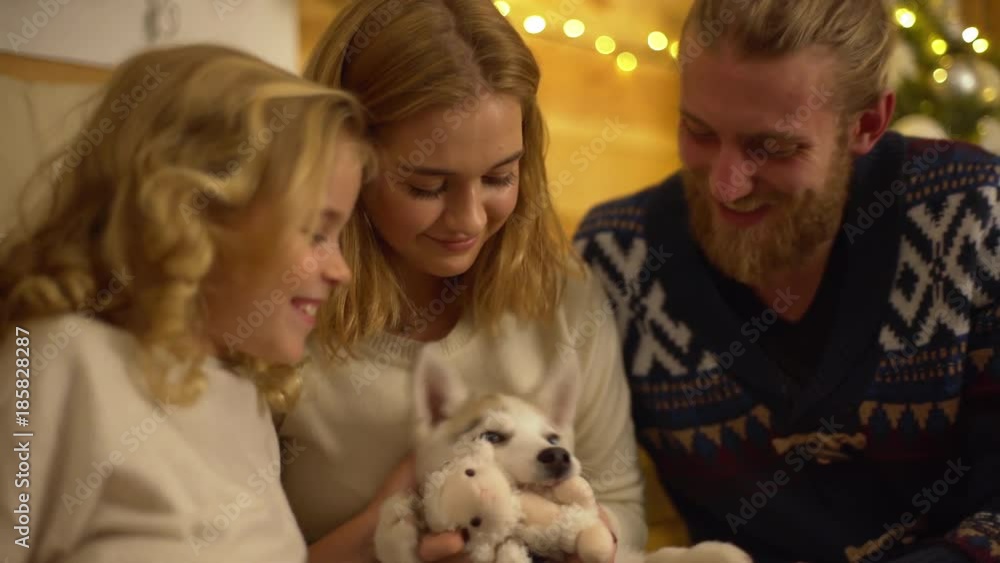 Caucasian man woman and little girl playing with little husky dog at their comfortable lovely home smiling having fun while celebrating winter weekend Caucasian man woman and little girl playing with little husky dog at their comfortable lovely home smiling having fun while celebrating winter weekend