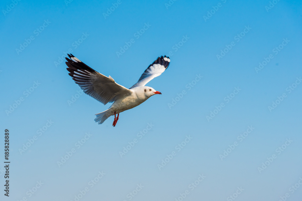 Fototapeta premium The gulls fly over the blue sky over the blue sea.