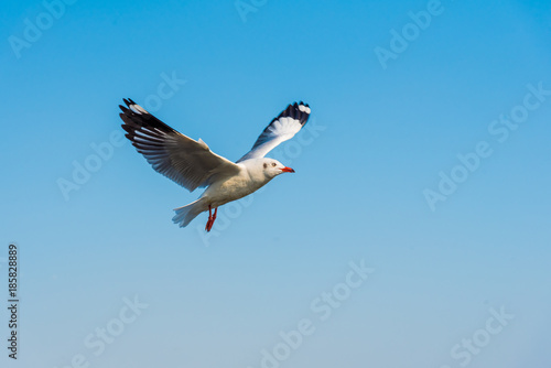 The gulls fly over the blue sky over the blue sea.
