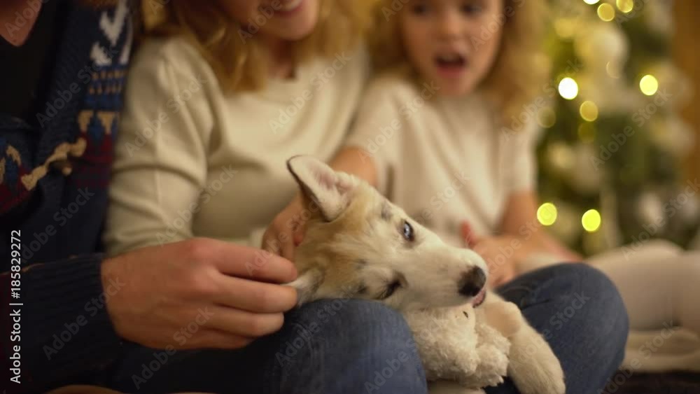 Idyllic picture of joyful family petting little husky dog having leisure in living room at their cozy home while celebrating winter holidays enjoying time together Idyllic picture of joyful family petting little husky dog having leisure in living room at their cozy home while celebrating winter holidays enjoying time together