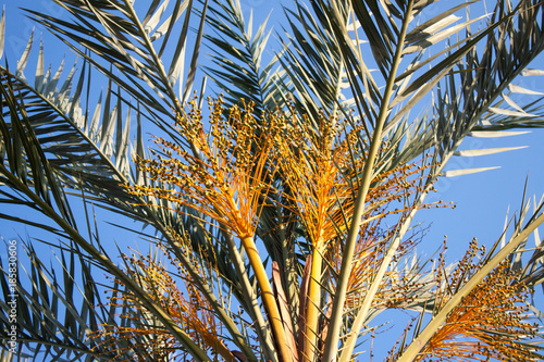 Close up of a date palm tree