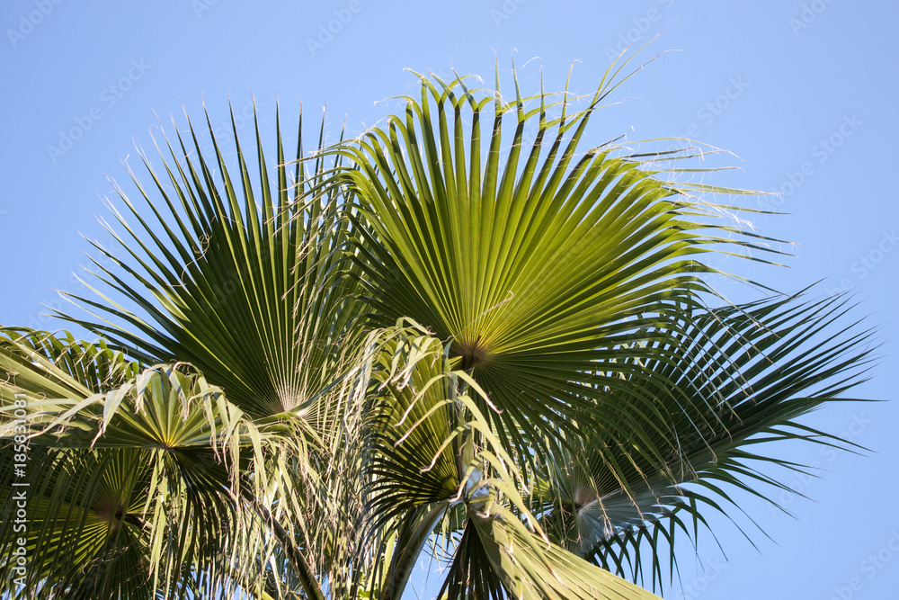 Palm Tree on Blue Sky