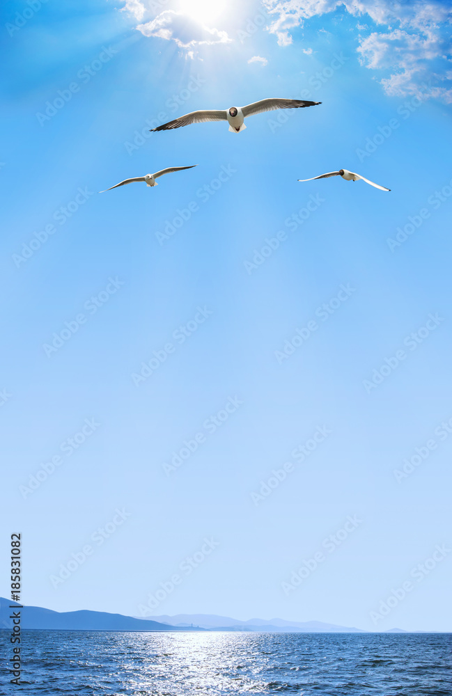 Seagulls flying over lake with bright blue sky