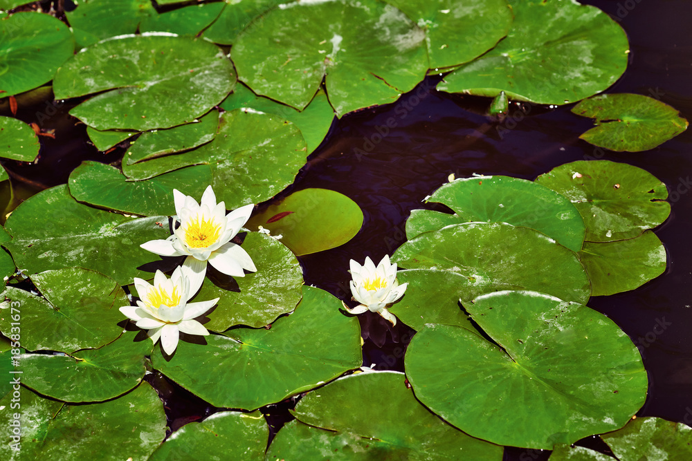 A beautiful waterlily or lotus flower in pond A beautiful waterlily or lotus flower in pond