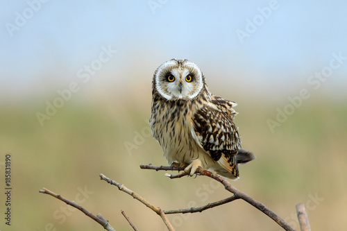 short-eared owl (Asio flammeus) Cuxhaven Germany