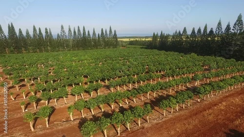 Coffee Plants on Plantaion Oahu Island Hawaii Pacific Crest photo