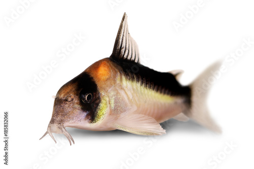 Cory catfish Corydoras duplicareus tropical aquarium fish 
