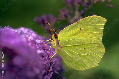 Gonepteryx rhamni (known as the common brimstone) is a butterfly of the family Pieridae.  photo