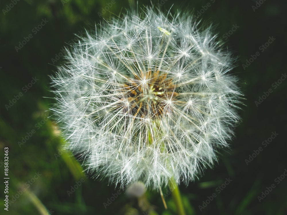 Fototapeta premium blowball flower - dandelion flower closeup